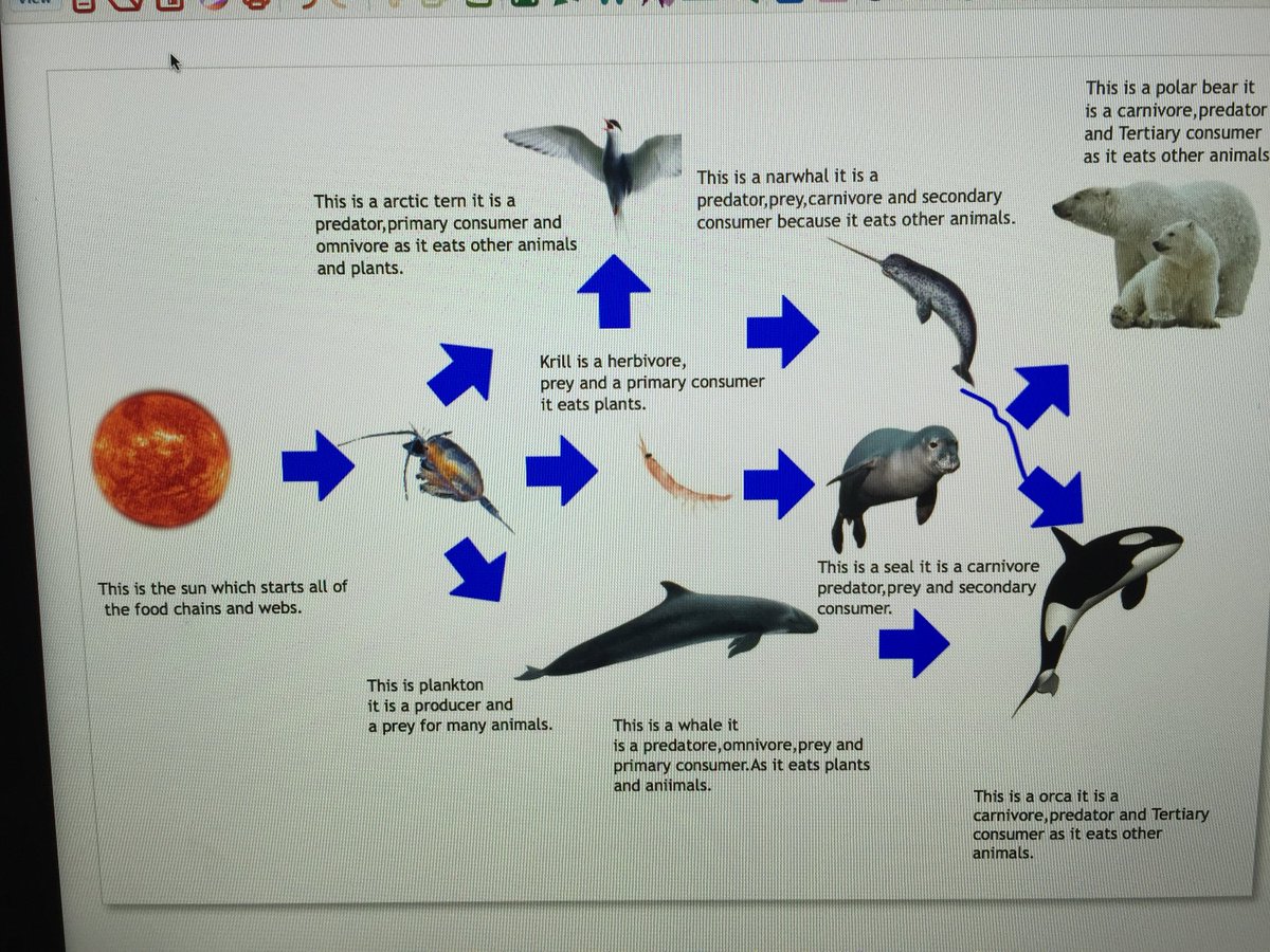 Narwhal Food Chain