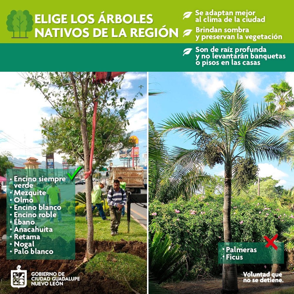 Municipio de Guadalupe on Twitter: 