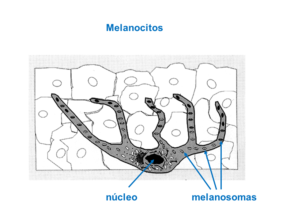 Perpetual Wirksamkeit wiederholen que son los melanocitos Ableitung ...