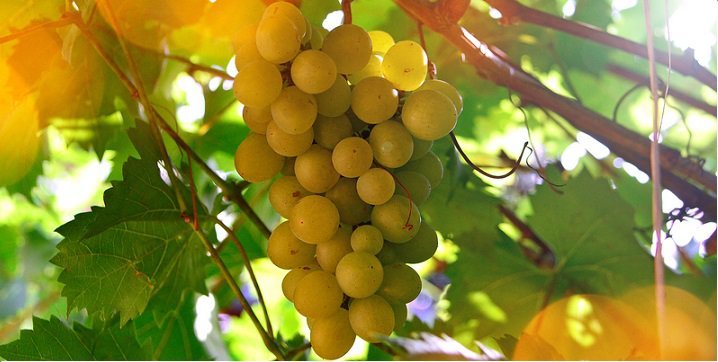 Health Benefits Of Eating Grapes