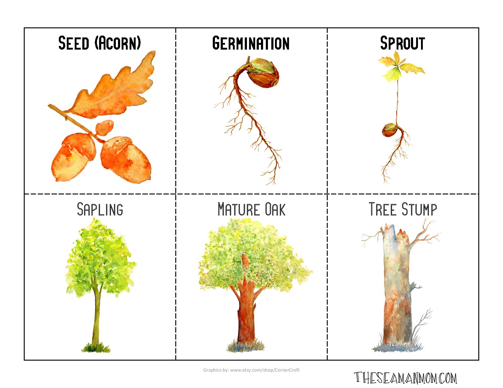 Printable Life Cycle Of A Tree - Printable Word Searches