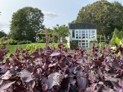 Bridge Gardens with purple plants 