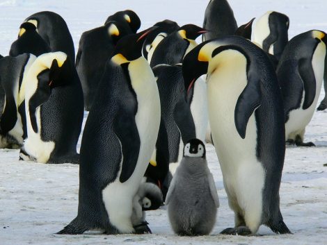 Penguins Huddle To Protect Each Other From Predators