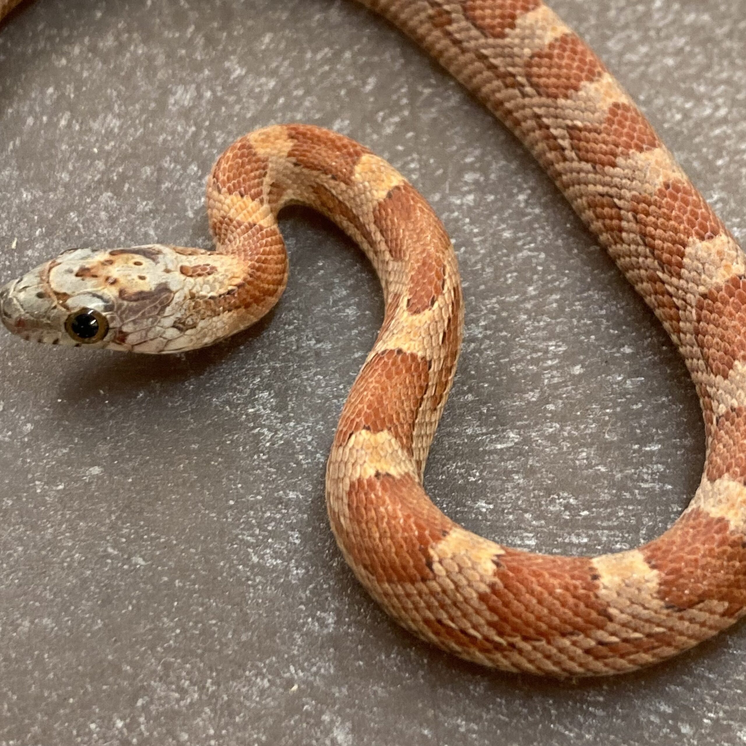 CB24 Sunkissed Motley Corn Snake