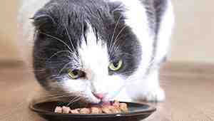 Soft Dry Food for Cats with Bad Teeth