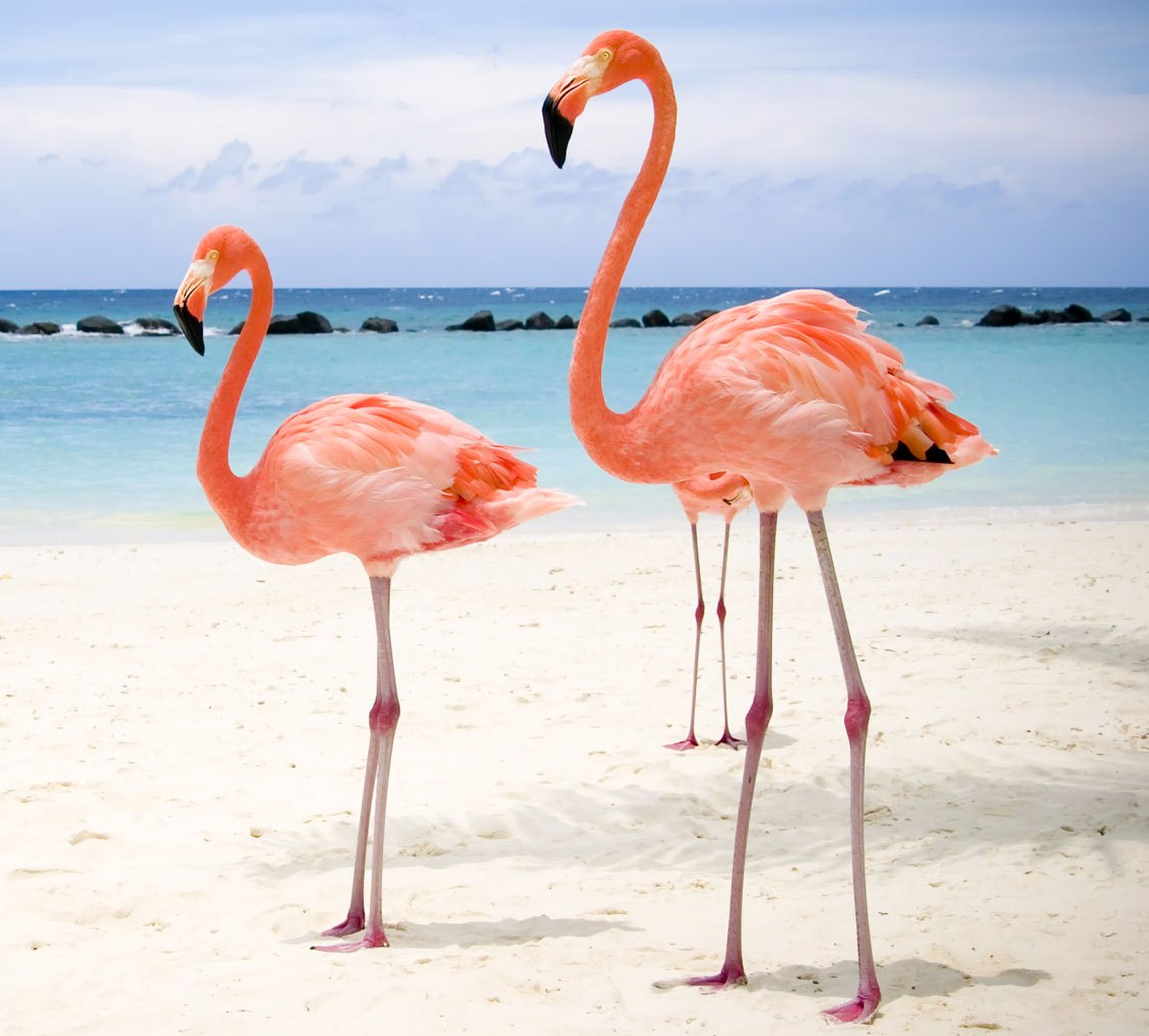 Flamingos