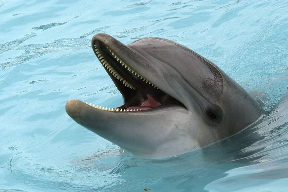 dolphin.jpg