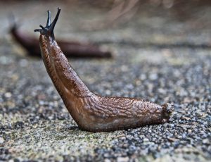 Slug