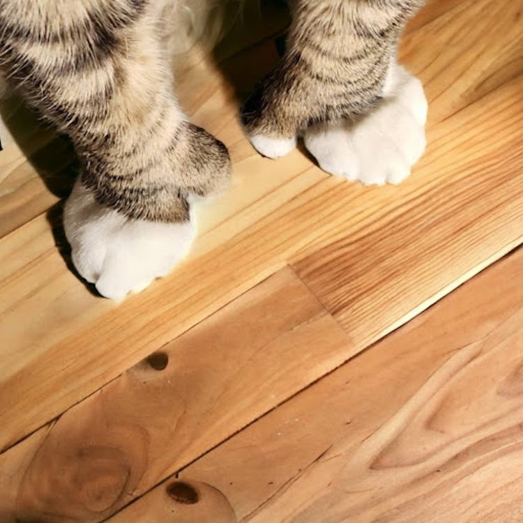 polydactyl cat paws