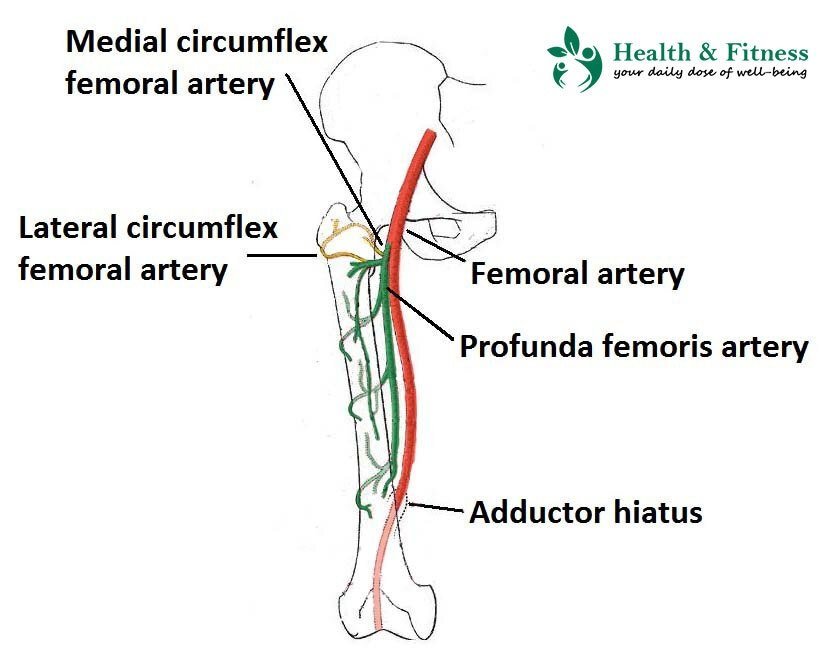 Information about Femoral Artery & Its Branches - PersonalcareNheal