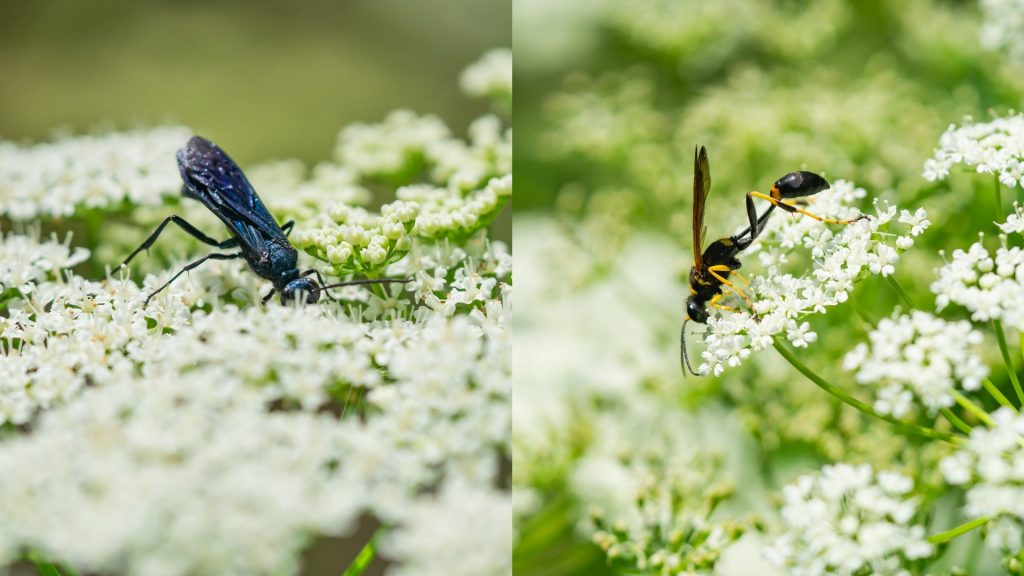 Types of Mud Daubers