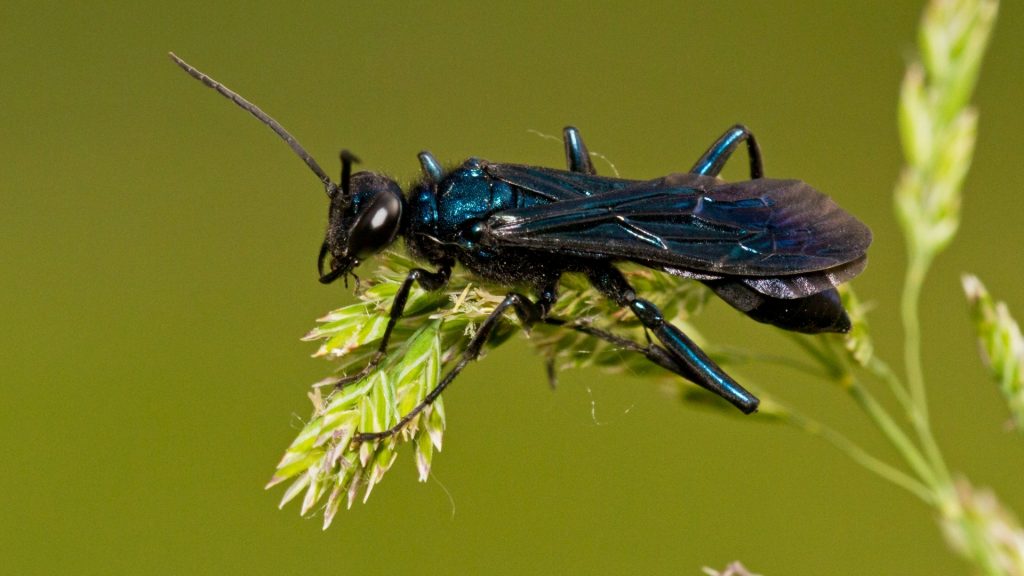 What Does a Mud Dauber Look Like