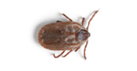 Brown dog tick