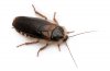 Dubia Roaches