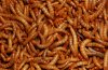 Mealworm