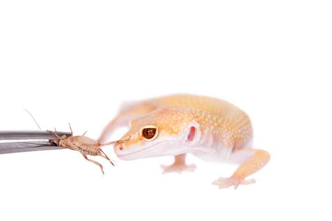 leopard gecko eat crickets