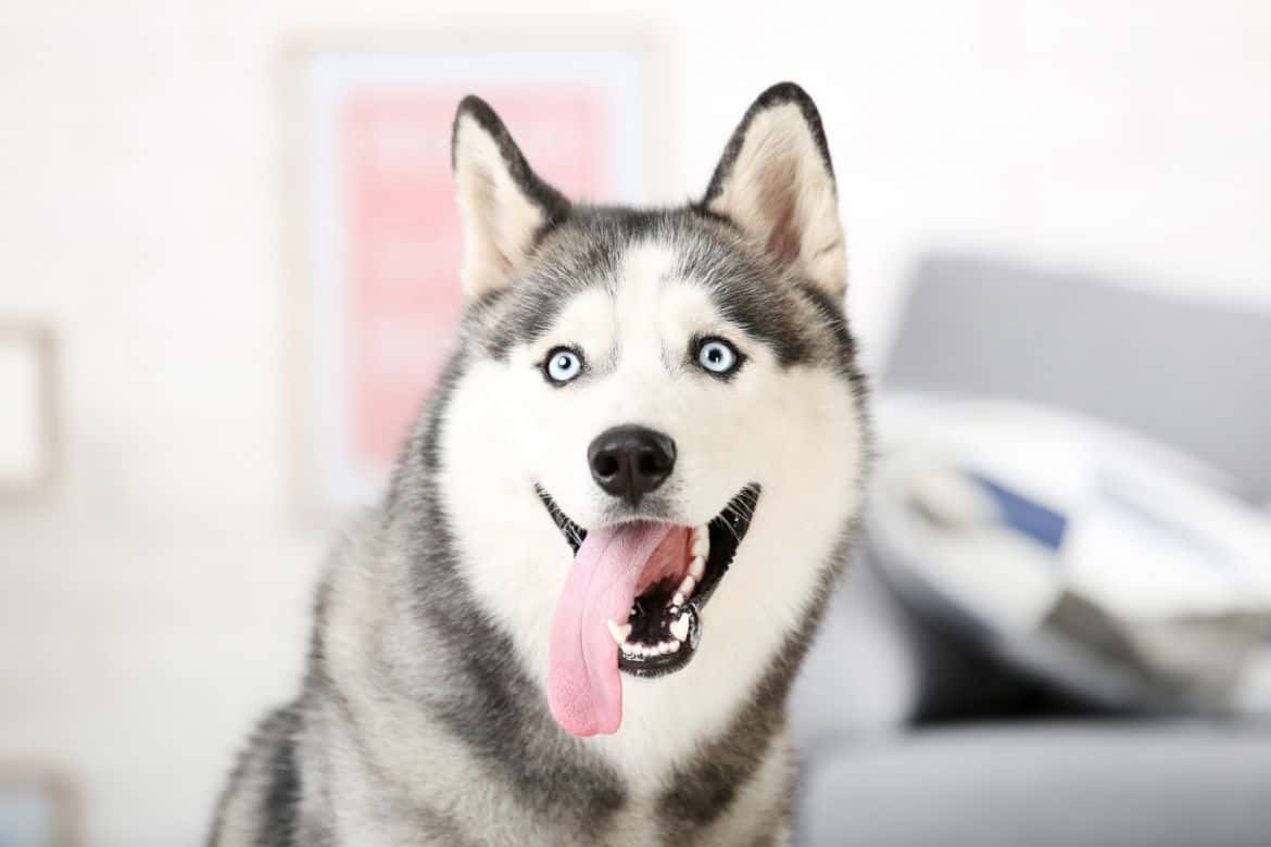 Siberian husky