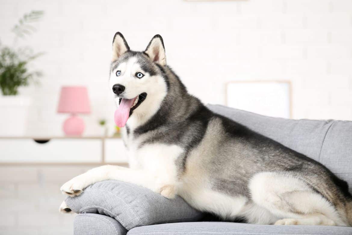 Siberian Husky