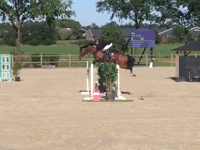 Grand Prix Show Jumping Stallion Zuuthoeve x Baloubet Du Rouet