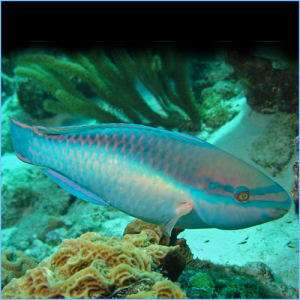 Princess Parrotfish