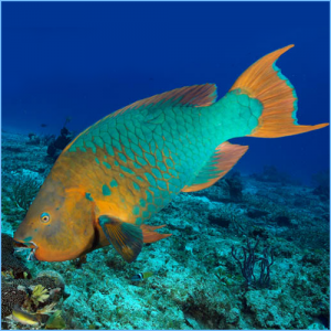 Rainbow Parrotfish