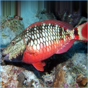 Stoplight Parrotfish