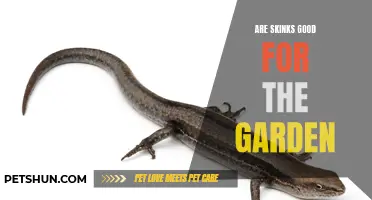 The Benefits of Skinks in Your Garden: How They Can Help Your Plants Thrive