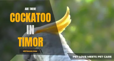 Exploring the Existence of Cockatoos in Timor: A Fascinating Discovery