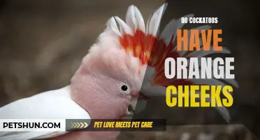 The Vibrant Cheeks of Cockatoos: Exploring the Mystery Behind their Orange Glow