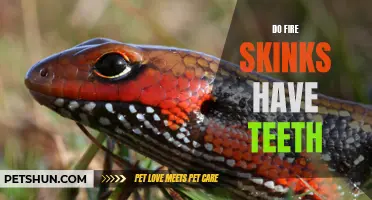 Exploring the Dental Anatomy of Fire Skinks: Do They Have Teeth?