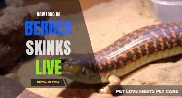 The Longevity of Berber Skinks: How These Fascinating Reptiles Live for Years