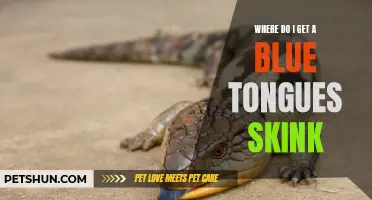 Finding the Perfect Blue Tongue Skink: Your Guide to Getting a Reptile Companion