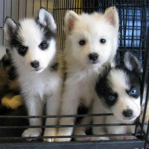 American Eskimo Husky Mix Puppies For Sale