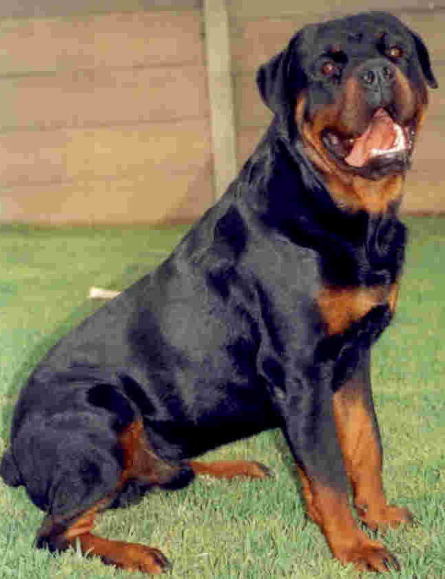 Biggest Rottweiler Breed