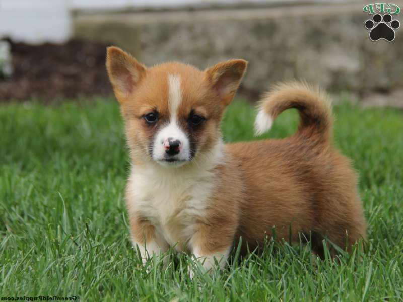 Corgi Yorkie Mix Puppies For Sale