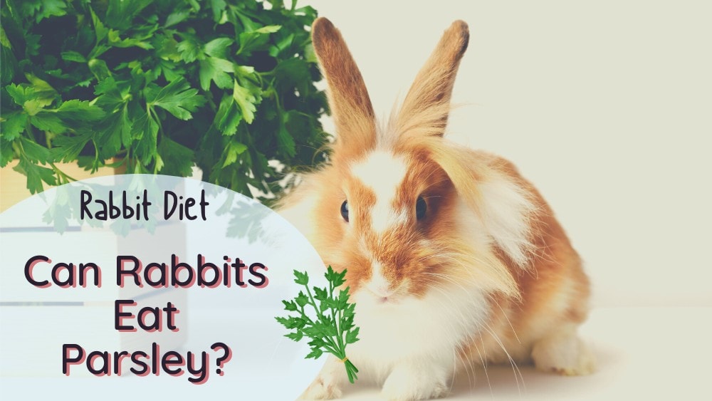 Can Rabbits Eat Parsley