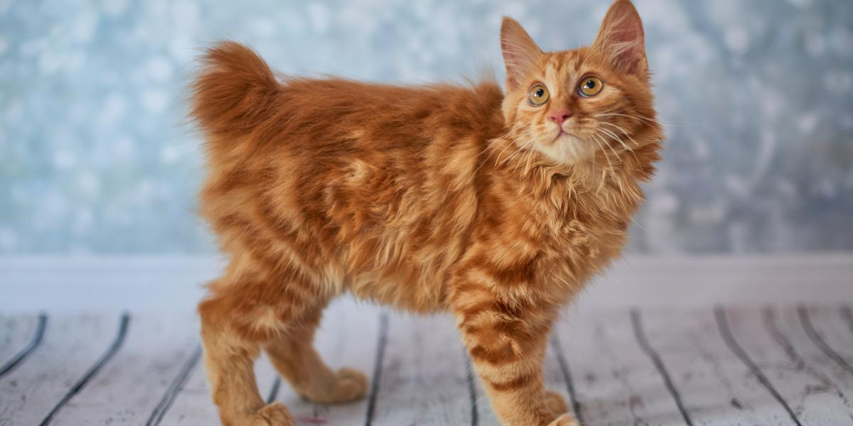 10 Types Of Bobtail Cats