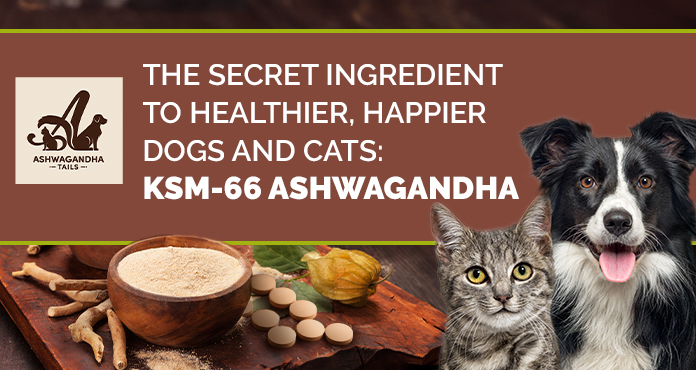 Ashwagandha for Separation Anxiety in Dogs