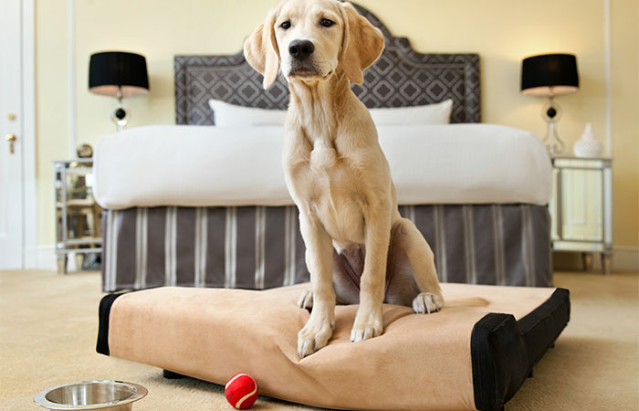 Pet-friendly guestroom with dog on dog bed at Fairmont Hotel Vancouver in Canada.