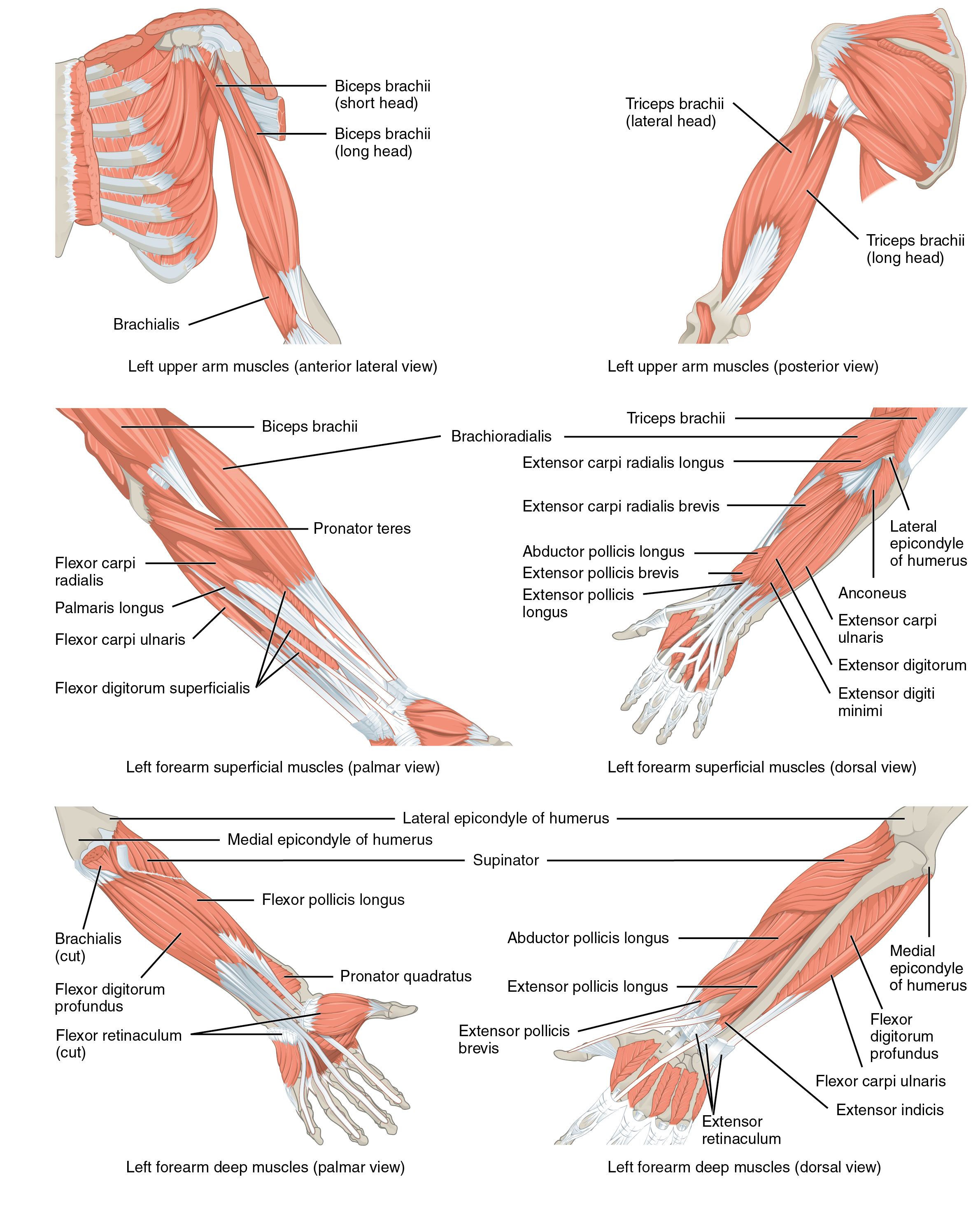 Arm Muscle Diagram Labeled