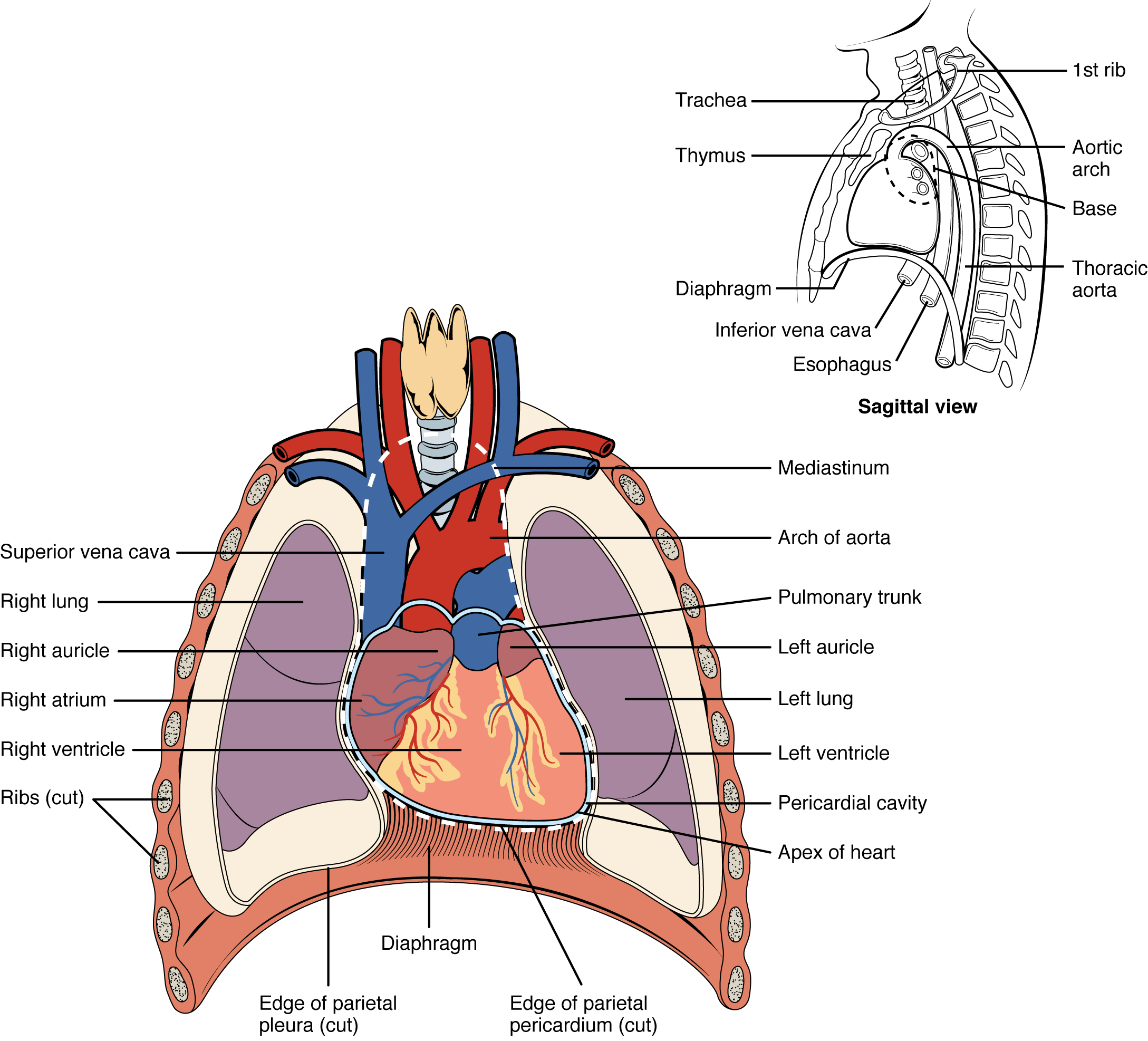 Heart Anatomy Diagram In Chest