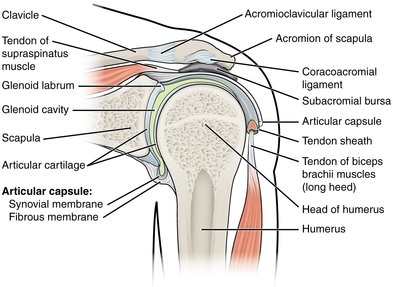 Anatomy of Selected Synovial Joints · Anatomy and Physiology