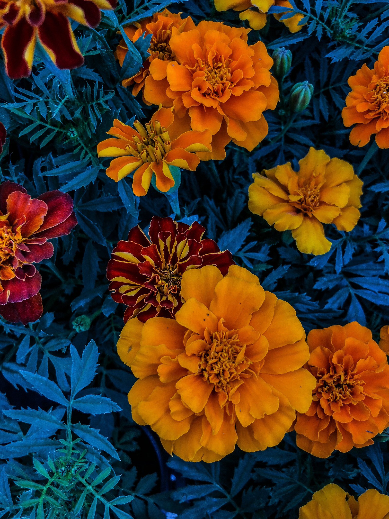 Split Complementary Color Photography