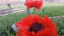 Great Red Poppy papaver bracteatum 