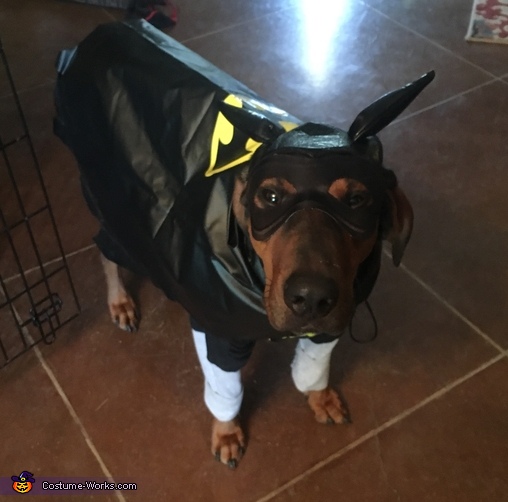 Batman Dog Costume | Coolest Halloween Costumes