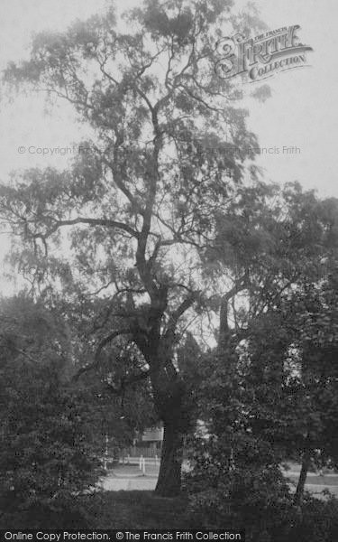 Photo of Sutton, Coronation Tree 1894 - Francis Frith