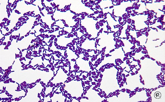 Lactobacillus Morphology