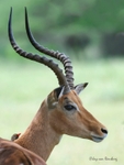 Impala ram