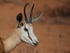 Female Springbok