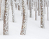 Rime Ice Forest at 4000 feet